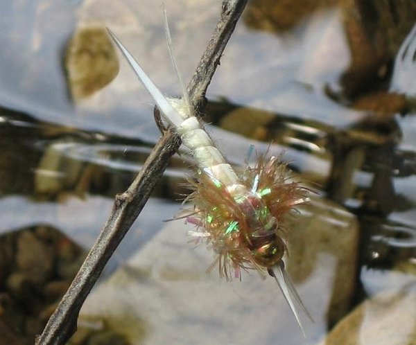 Holo Backed Stonefly / Steinfliege